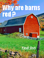 The history of the red barn can be traced back to Colonial times. In the early settlement days, farmers had limited options when it came to preserving and protecting their wooden barn structures. Many early farmers would seal their barn wood with linseed oil—an orange-colored oil derived from flax seeds. This proved to be a durable and effective sealant and the idea naturally spread.